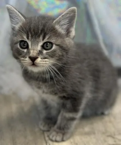 An adult small-sized male Domestic Short Hair cat named Cotton for adoption in Shreveport, LA