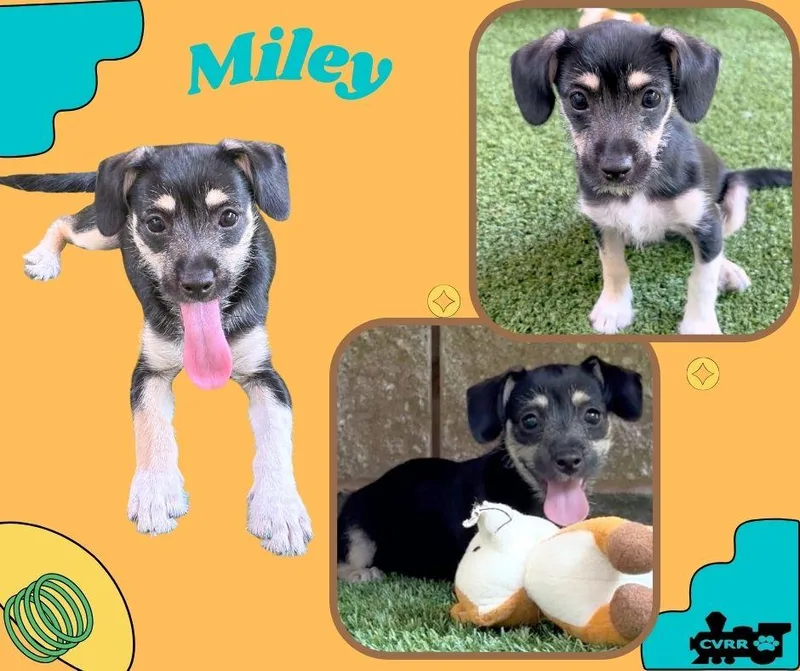 Miley