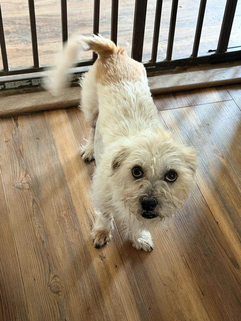 An adult small-sized female Terrier dog named Princess for adoption in Holly Springs, NC