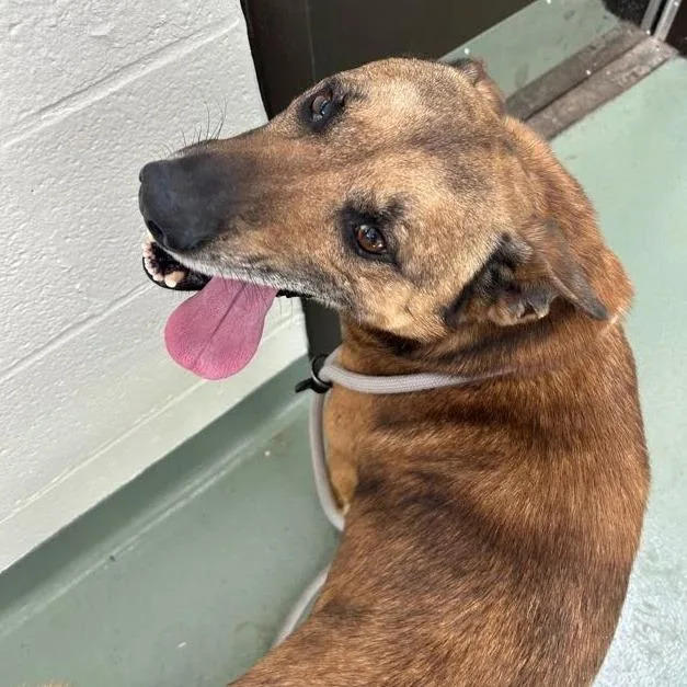 An adult small-sized male Brown / Chocolate Shepherd dog named Svasstray for adoption in Lyndhurst, VA
