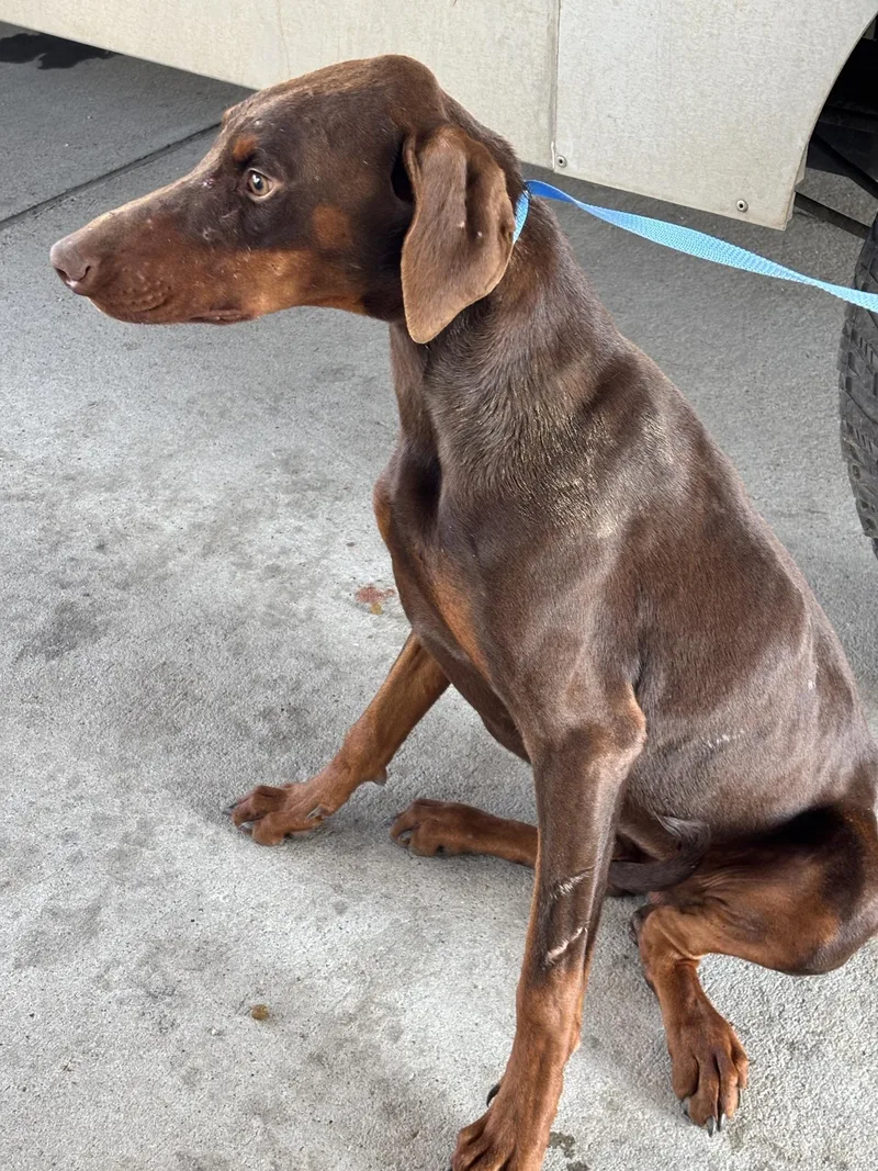 An adult large-sized male Merle (Red) Doberman Pinscher dog named Jimmy Durian for adoption in Pearland, TX