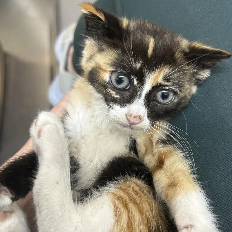 A baby small-sized female Calico Domestic Short Hair cat named Turtle for adoption in Point Richmond, CA