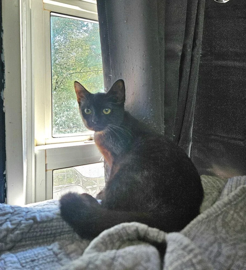 A baby small-sized female Black Domestic Medium Hair cat named Seagrams for adoption in West Mifflin, PA
