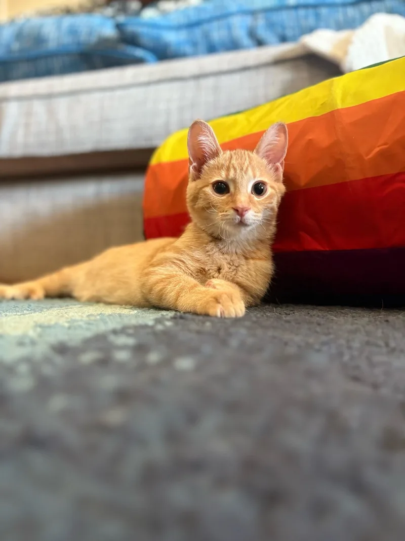 Sunnie Bean thumbnail 2