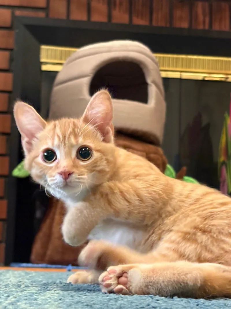 Sunnie Bean thumbnail 3