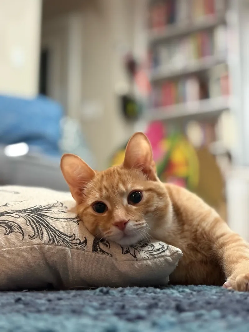 Sunnie Bean thumbnail 4