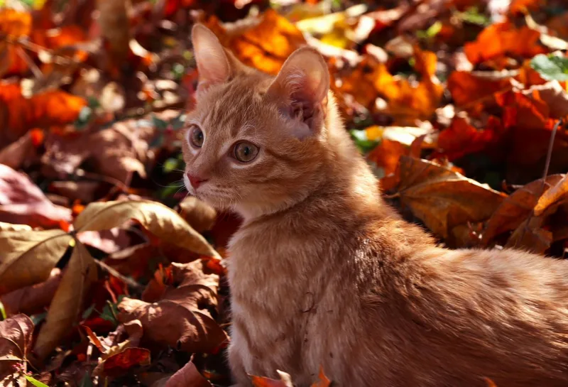 Sunnie Bean thumbnail 6