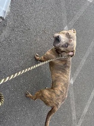 An adult large-sized male Pit Bull Terrier dog named Koa for adoption in Honolulu, HI