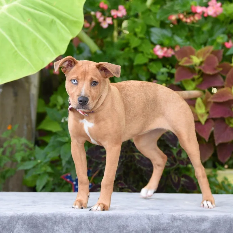 A baby small-sized female Yellow / Tan / Blond / Fawn Retriever dog named Sky for adoption in Wake Forest, NC