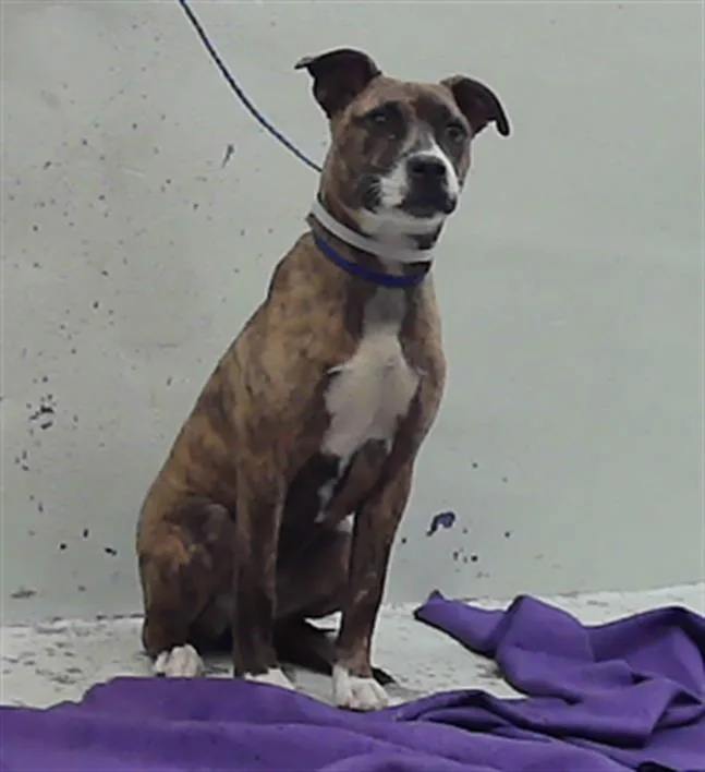 A baby medium-sized female Staffordshire Bull Terrier dog named Gorda for adoption in Houston, TX