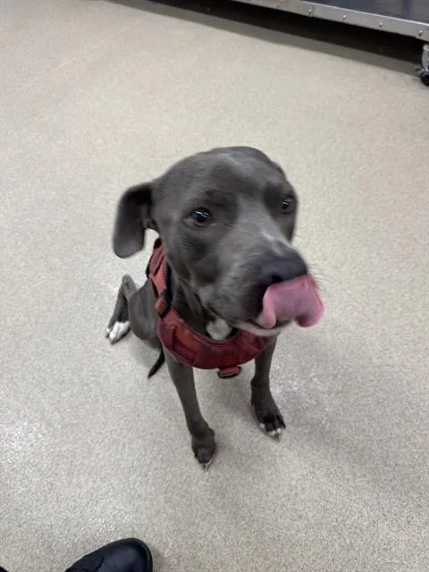 An adult large-sized male American Staffordshire Terrier dog named Astro for adoption in Grand Prairie, TX