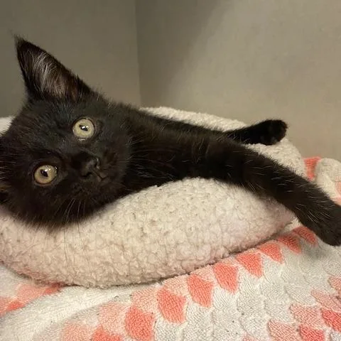 A baby small-sized male Black Domestic Short Hair cat named Demetrus for adoption in Dayton, OH