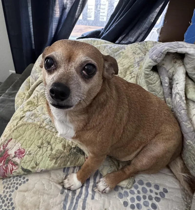 A senior small-sized female Chihuahua dog named Lucy for adoption in Pottsboro, TX