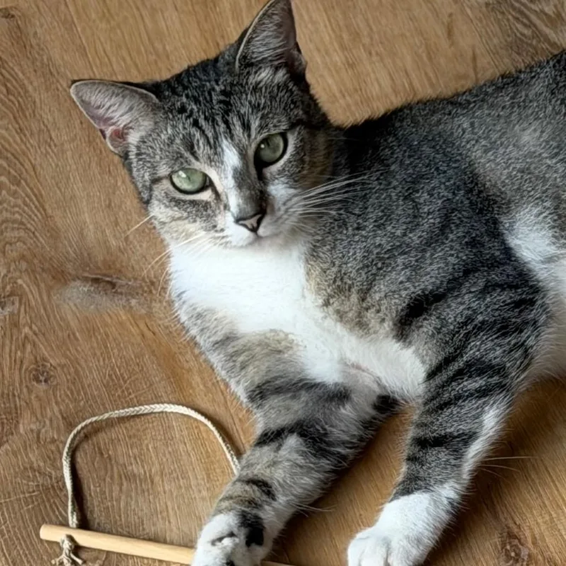 An adult small-sized male Gray / Blue / Silver Domestic Short Hair cat named Buddy for adoption in Volcano, HI