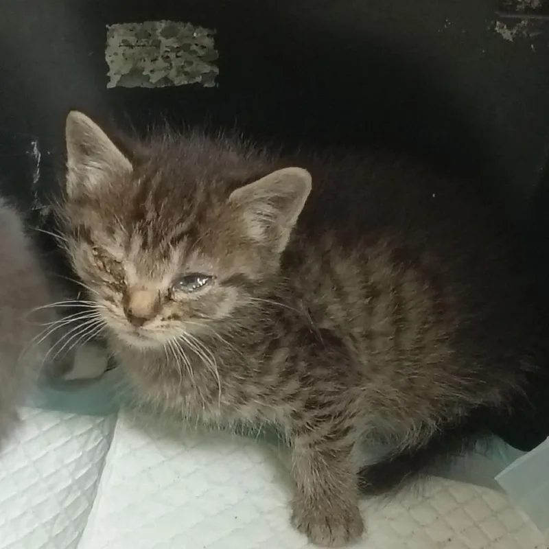 A baby small-sized male Gray / Blue / Silver Domestic Short Hair cat named Pepper for adoption in Lynchburg, VA