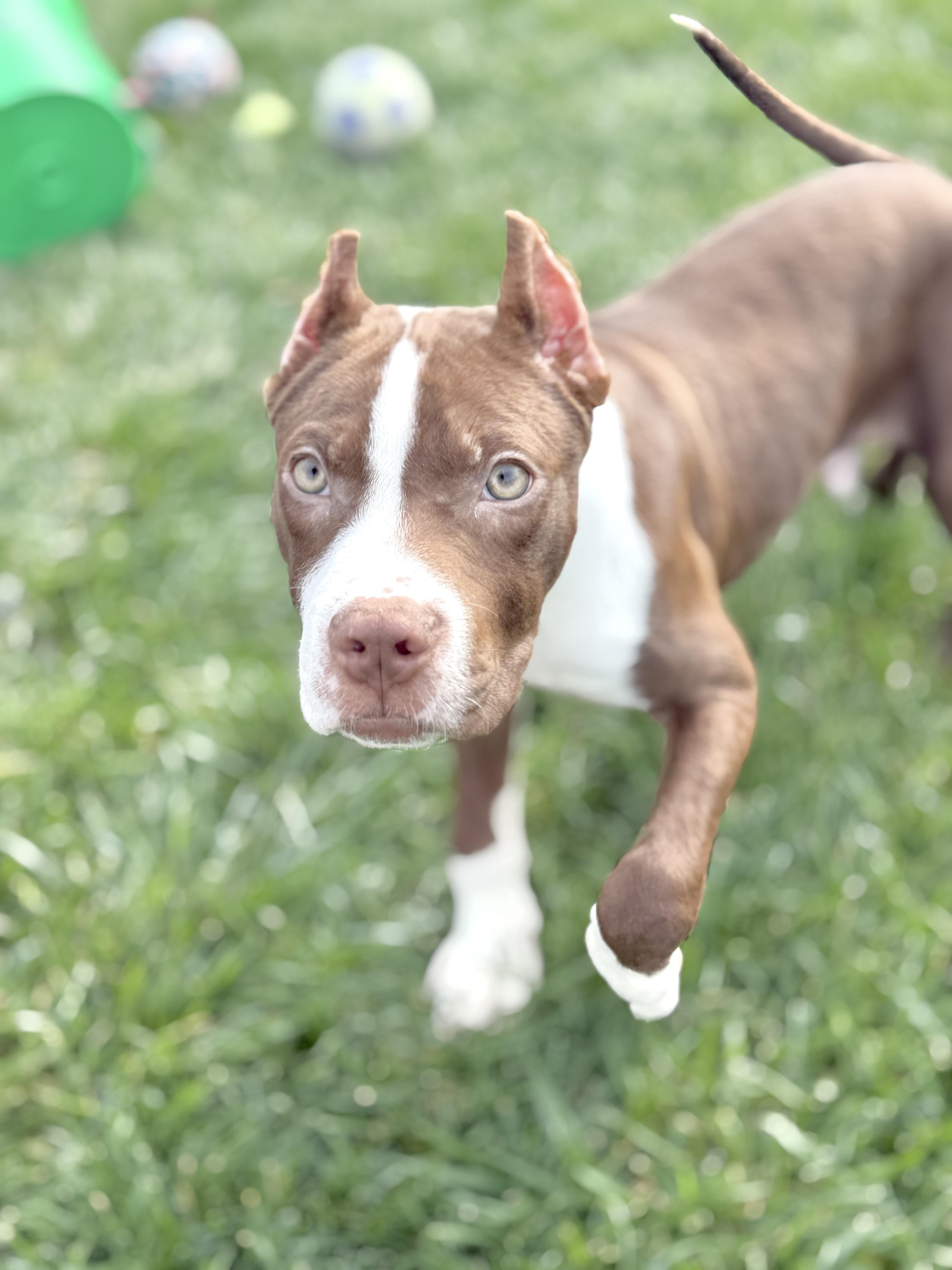 A baby medium-sized male Red / Chestnut / Orange Pit Bull Terrier dog named Kirby for adoption in Muskego, WI