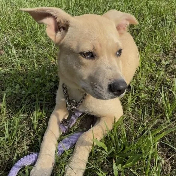 A young medium-sized female Apricot / Beige German Shepherd Dog dog named Molly for adoption in Cleveland, TX