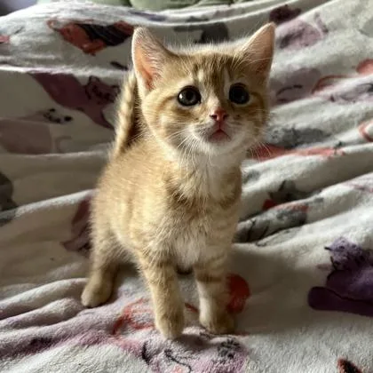 A baby small-sized male Domestic Short Hair cat named Buckeye for adoption in Wheaton, IL