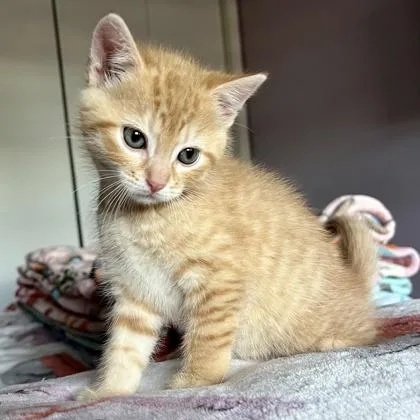Buckeye thumbnail 2