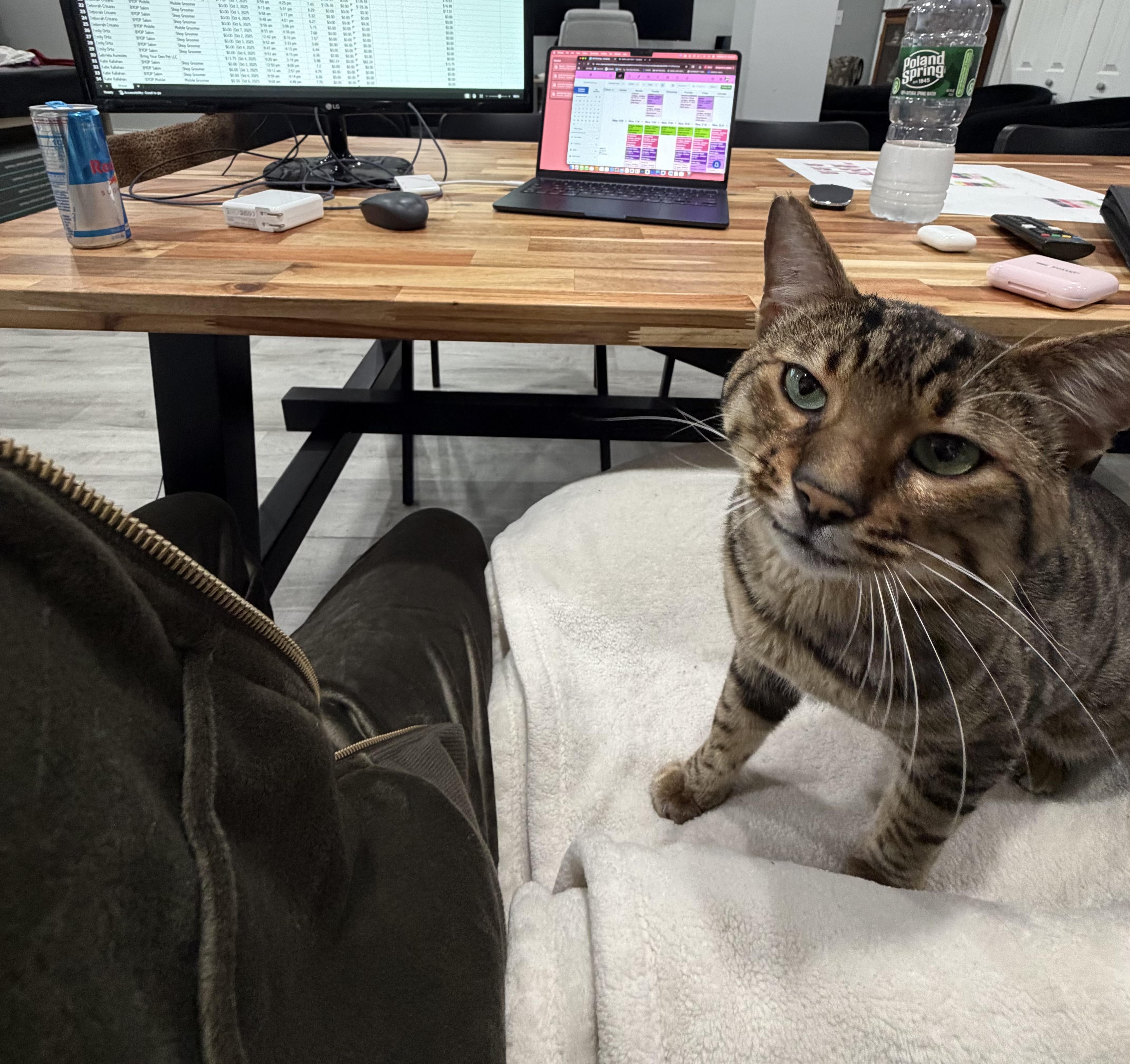 Godzilla Bengal thumbnail 3