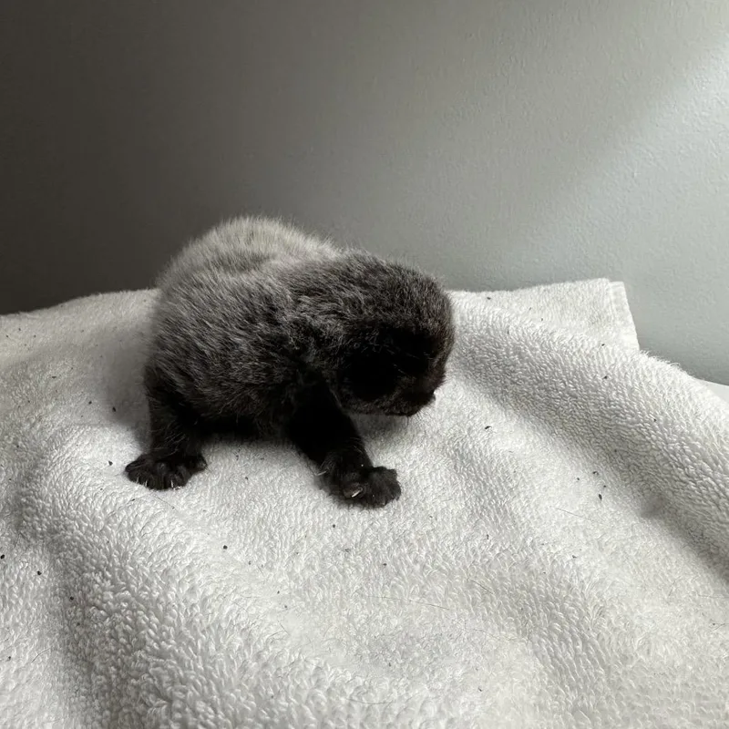 A baby small-sized female Black Domestic Short Hair cat named Veronica for adoption in South Elgin, IL