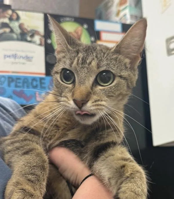 A young small-sized female Domestic Short Hair cat named Tulip for adoption in Salisbury, MD