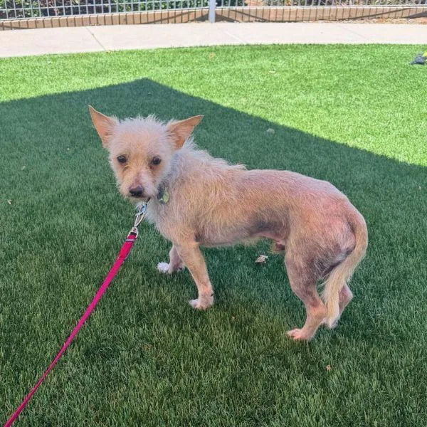 A young small-sized male Wirehaired Terrier dog named Carlos Carnitas for adoption in Walnut Creek, CA