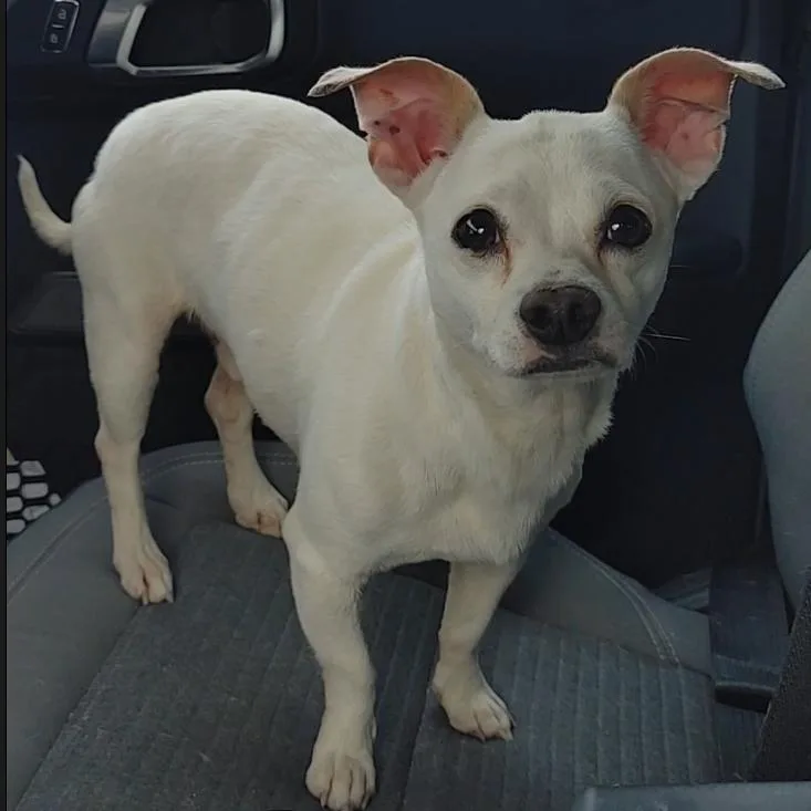 An adult small-sized male White / Cream Chihuahua dog named Twister for adoption in Seguin, TX