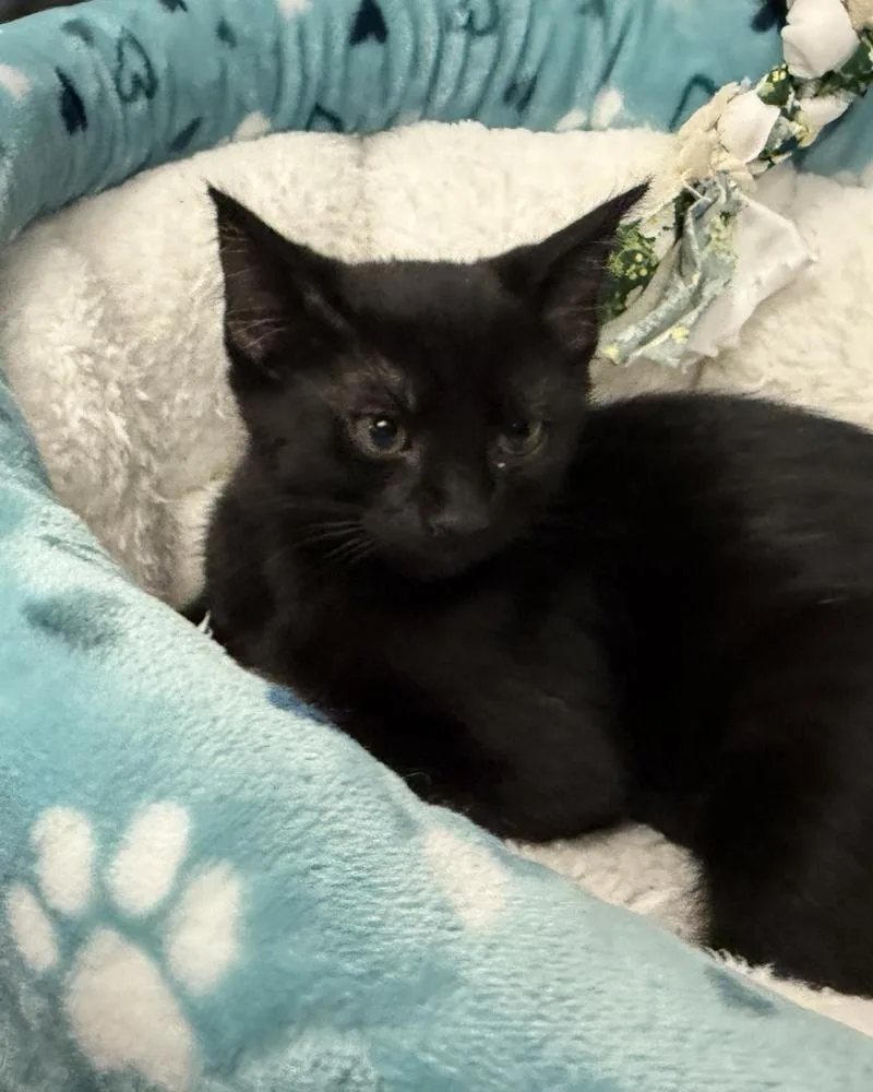 A baby medium-sized male Black Domestic Short Hair cat named Thunder for adoption in Richardson, TX