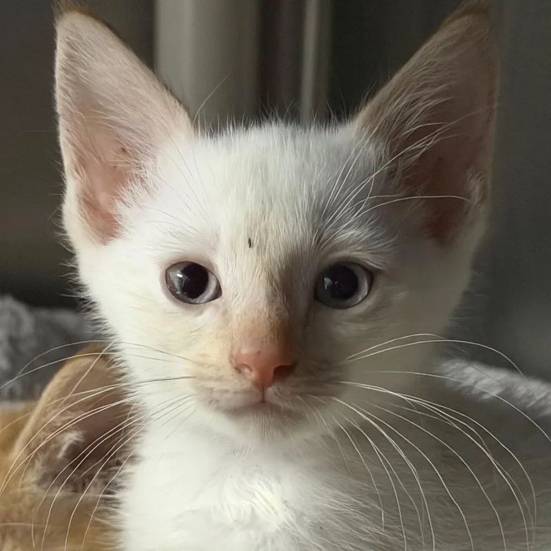 A baby small-sized male Flame Point Domestic Short Hair cat named Cheeto for adoption in Marion, VA