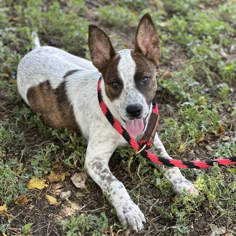 A baby medium-sized female Yellow / Tan / Blond / Fawn Australian Cattle Dog / Blue Heeler dog named Maddie for adoption in Hagerstown, MD