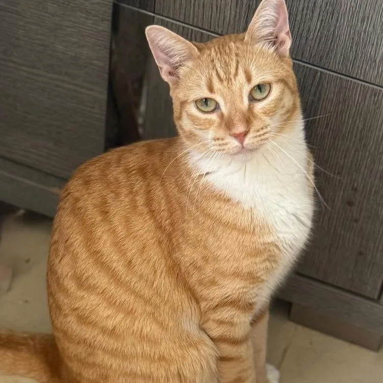 An adult medium-sized male Orange / Red Domestic Short Hair cat named Jax for adoption in Boston, MA