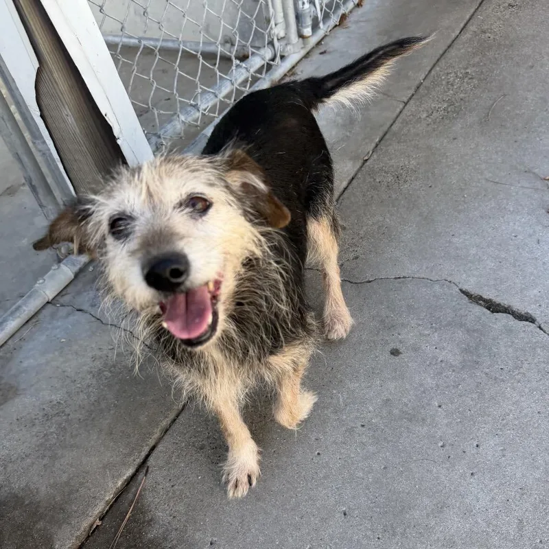 A senior small-sized female Wirehaired Terrier dog named Cupcake for adoption in Saint John, IN