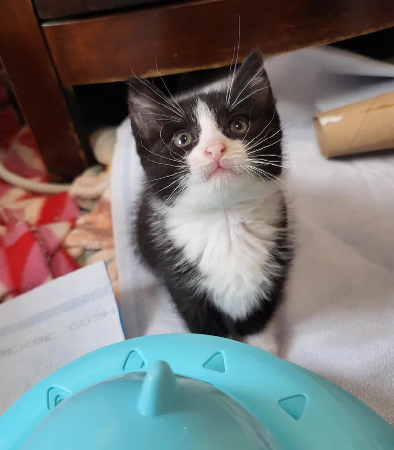 A baby small-sized female Black & White / Tuxedo American Shorthair cat named Yellow for adoption in Milwaukee, WI