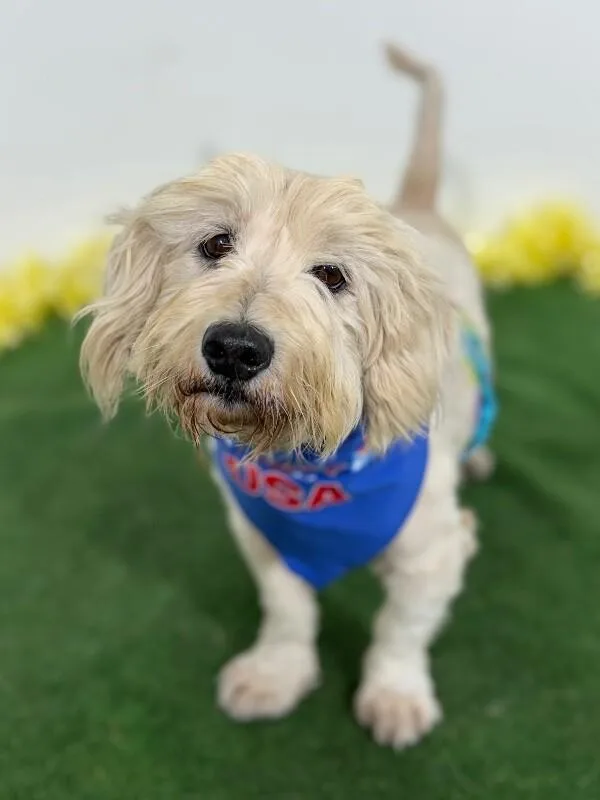 A young small-sized male White / Cream Cockapoo dog named Noodle for adoption in Carlsbad, CA