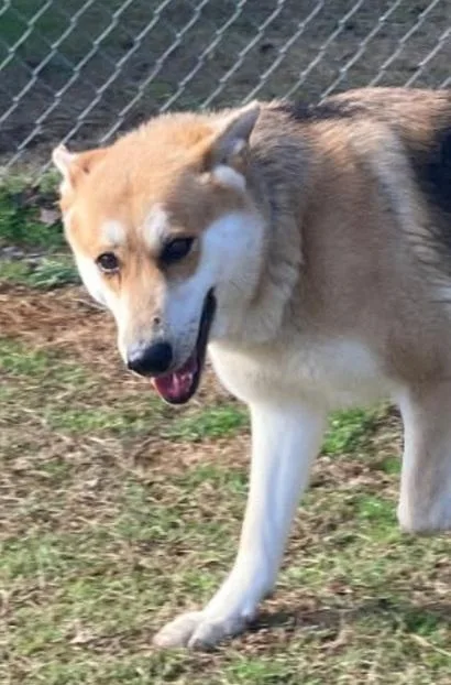 An adult large-sized female Black German Shepherd Dog dog named Athena for adoption in Manning, SC