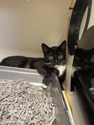 A baby medium-sized female Domestic Short Hair cat named Belinda for adoption in Fairfax, VA