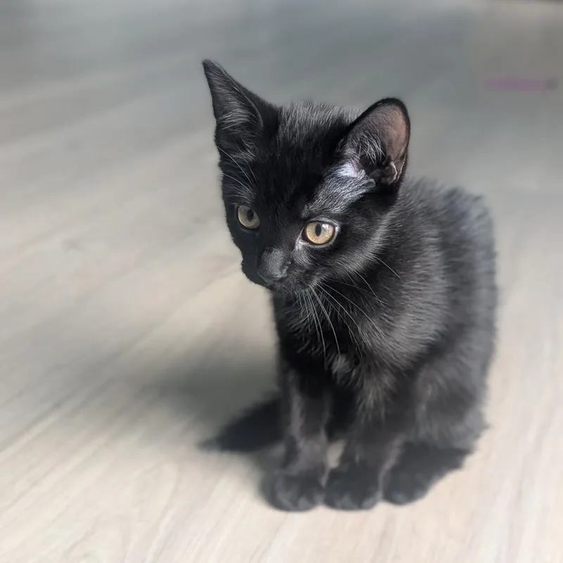 A baby small-sized male Black Domestic Short Hair cat named Pearl Hoglund for adoption in Eagle Mountain, UT