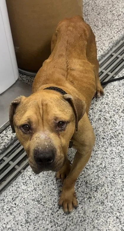 An adult large-sized male Mixed Breed dog named Haribo for adoption in West Chester, PA