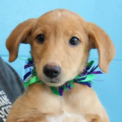 A young medium-sized male Apricot / Beige Mixed Breed dog named Orville for adoption in Lansing, MI