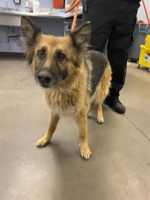 An adult large-sized female German Shepherd Dog dog named Lola for adoption in Phoenix, AZ