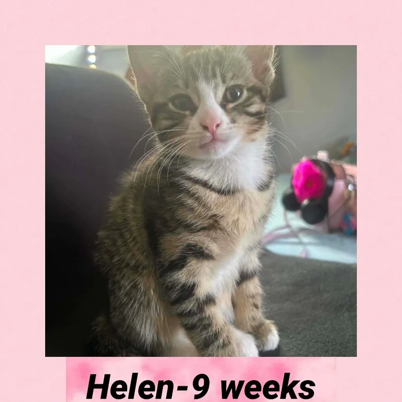 A baby small-sized male Domestic Short Hair cat named Brian for adoption in LIberty, NY