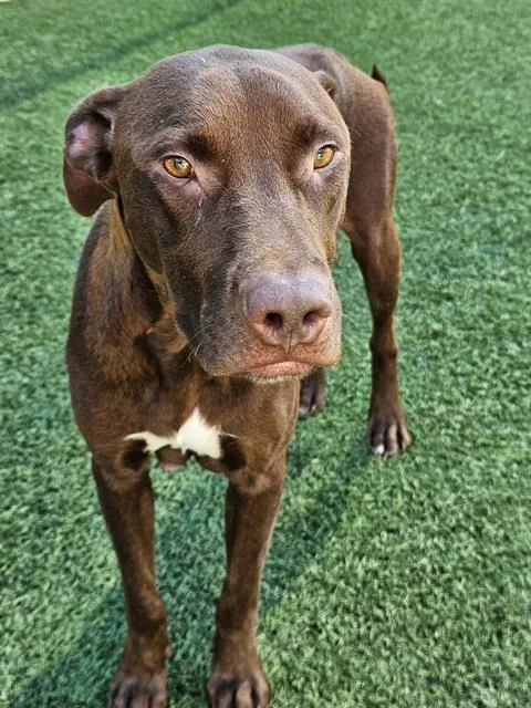 An adult medium-sized female Mixed Breed dog named Starla for adoption in Dallas, TX