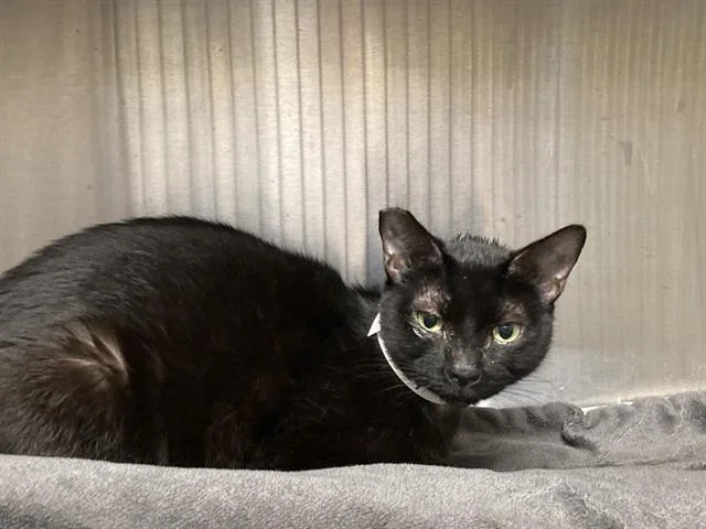 A young small-sized female Domestic Short Hair cat named Mila for adoption in Tustin, CA