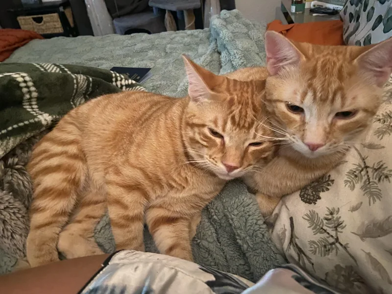 An adult large-sized male Orange & White Domestic Medium Hair cat named Fred & George for adoption in Pflugerville, TX