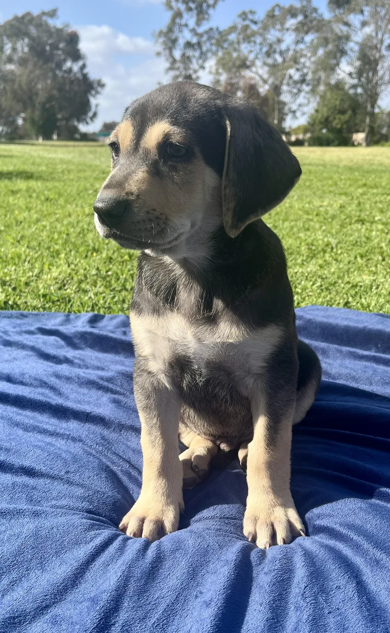 A baby large-sized male Chocolate Labrador Retriever dog named Mac for adoption in El Cajon, CA