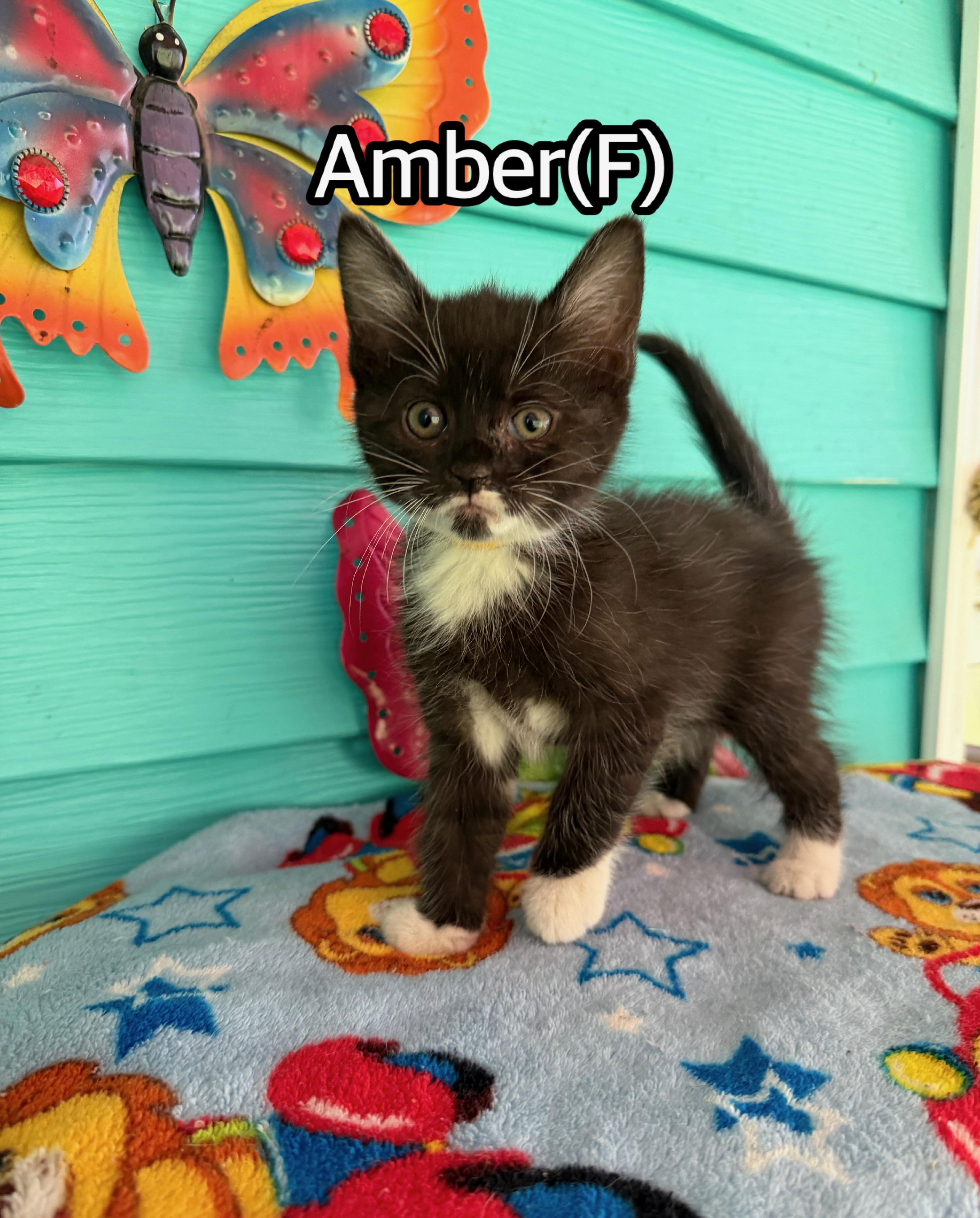 A baby medium-sized female Domestic Medium Hair cat named Amber for adoption in Hermitage, PA