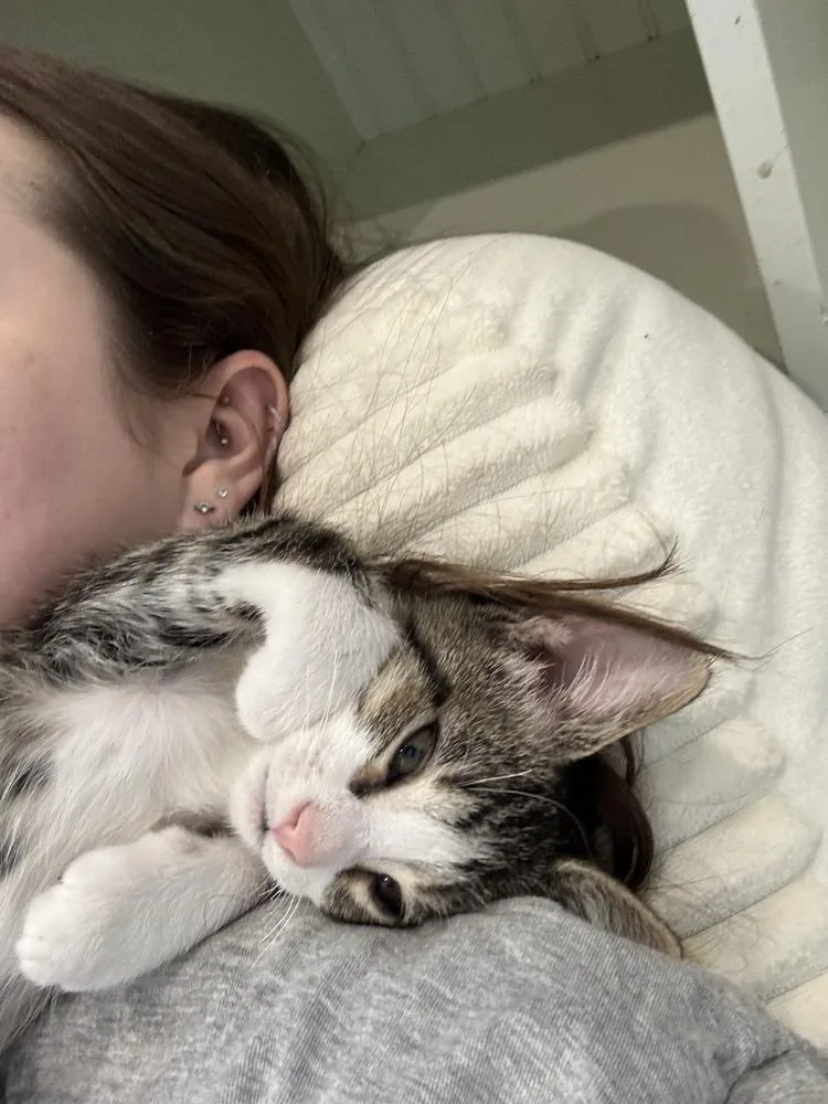 A baby small-sized male Domestic Short Hair cat named Dewey for adoption in Chicago, IL