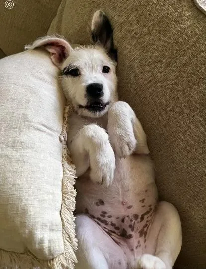 A baby medium-sized male White / Cream Terrier dog named Snoopy for adoption in Kannapolis, NC
