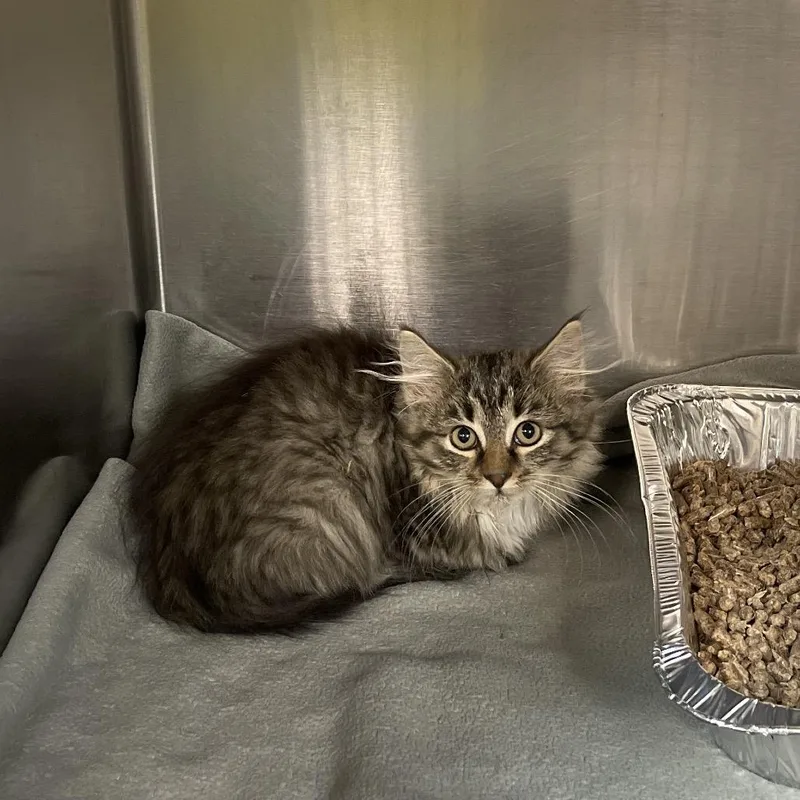 A baby small-sized female Gray / Blue / Silver Domestic Medium Hair cat named Butters for adoption in Newark, NJ